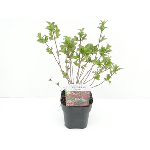 Weigela Minuet
