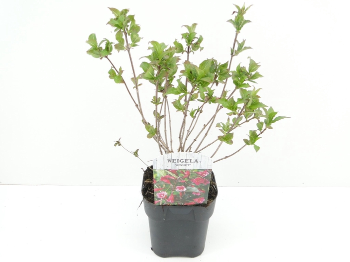 <h4>Weigela Minuet</h4>