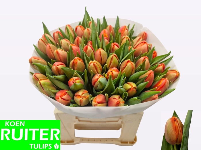 <h4>TU DU TERMINATOR</h4>