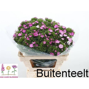 Di Barbatus Am Rose Alem