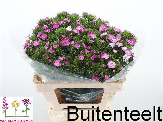 <h4>Di Barbatus Am Rose Alem</h4>