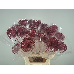 DF Allium Paint Cerise