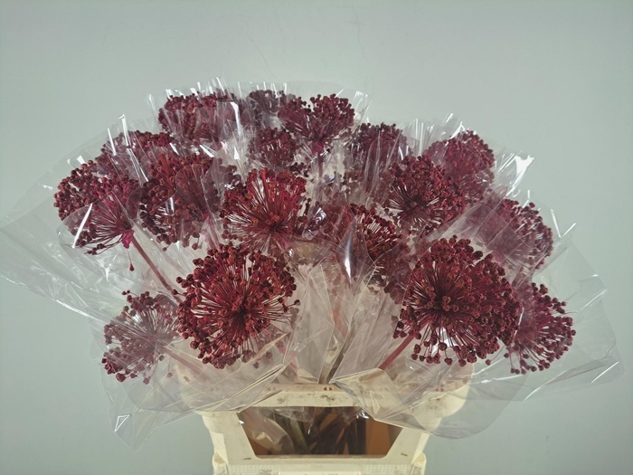 <h4>DF Allium Paint Cerise</h4>