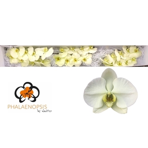 Phalaenopsis Limon Bella Doos