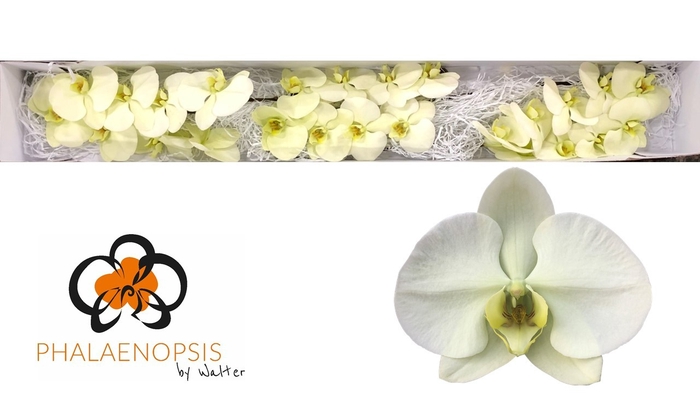 <h4>Phalaenopsis Limon Bella Doos</h4>