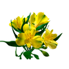 ALSTROEMERIA SUNNY LADY 070 CM