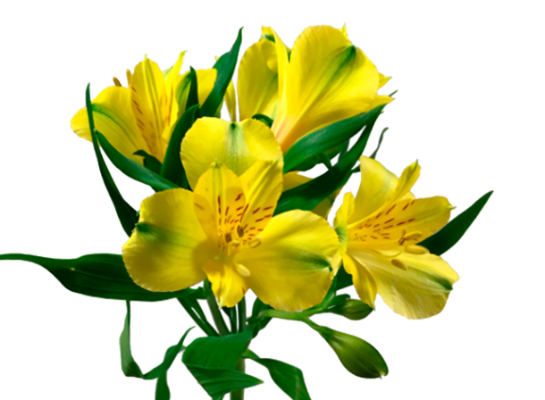 ALSTROEMERIA SUNNY LADY 070 CM