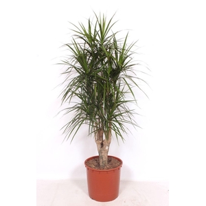 Dracaena marginata