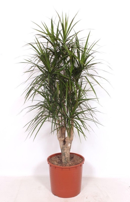 <h4>Dracaena marginata</h4>