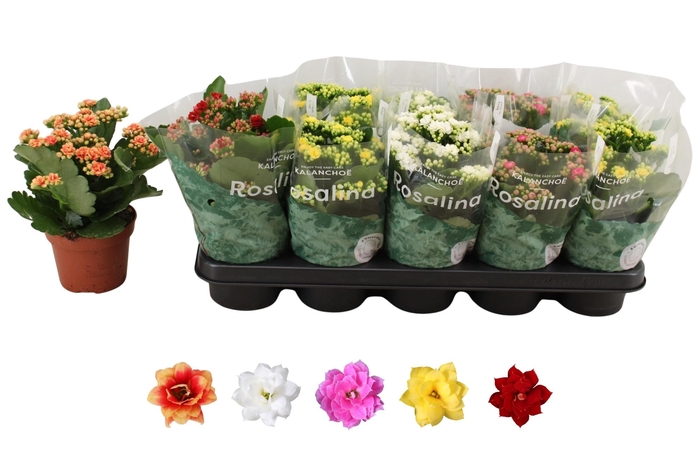 <h4>KAL GE RO GEM 5 KL</h4>