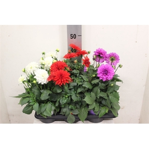 Dahlia Miscellaneaus Grp Dahlinova Hypnotica gemengd
