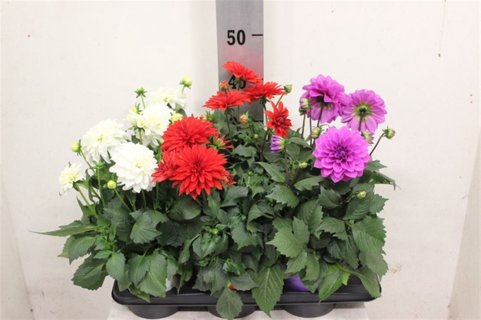 <h4>Dahlia Miscellaneaus Grp Dahlinova Hypnotica gemengd</h4>