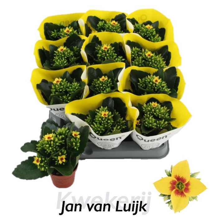 <h4>Kalanchoe African Sam</h4>