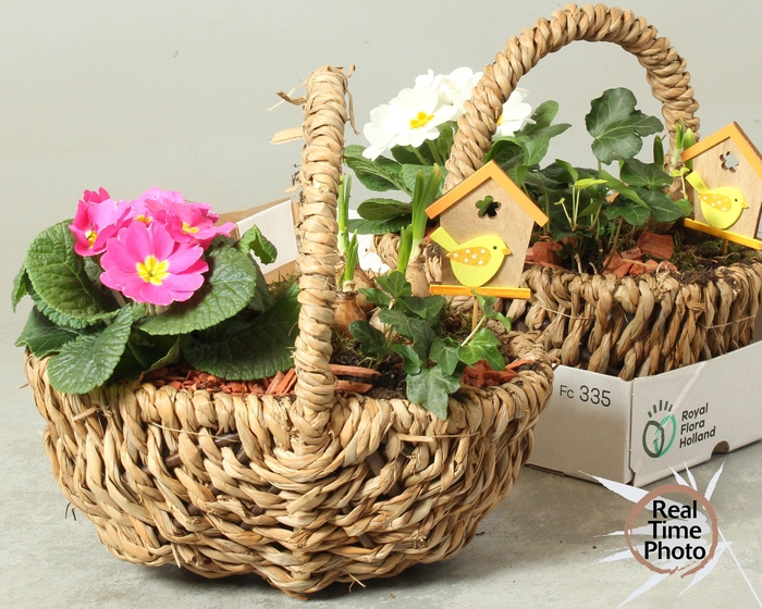 <h4>ARR TUINPLANTEN</h4>