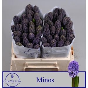 HYAC MINOS