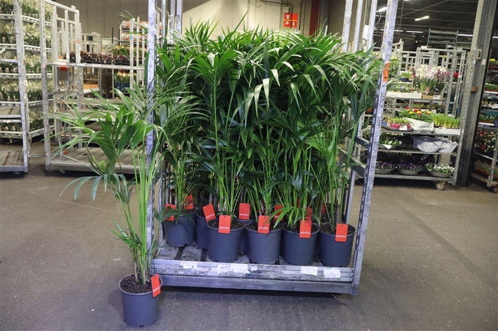 <h4>Howea Forsteriana</h4>