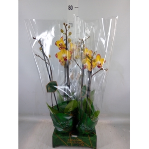 Phalaenopsis   ...