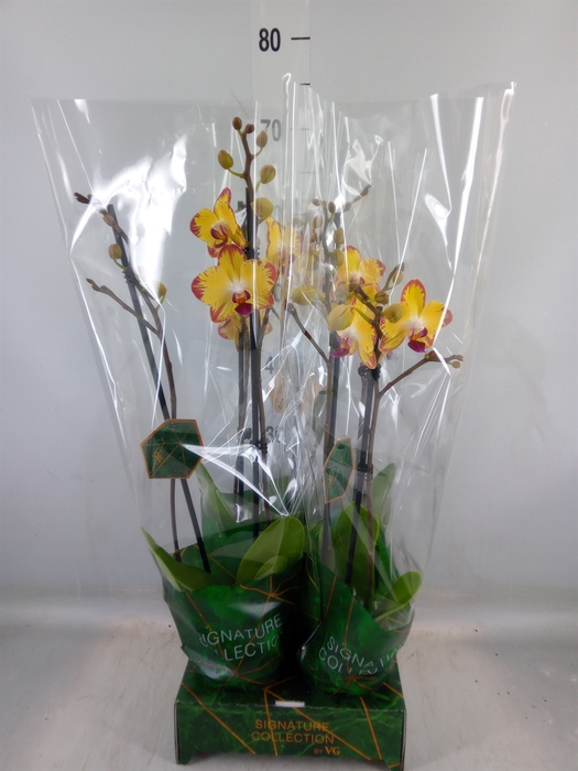 <h4>Phalaenopsis   ...</h4>