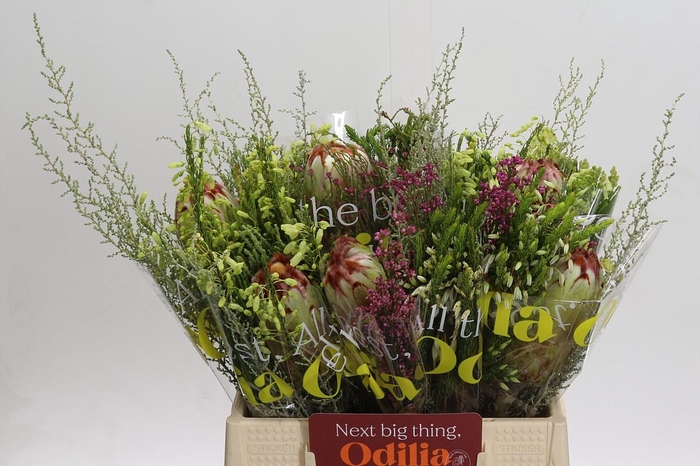 BQ Protea Aurumn SFB