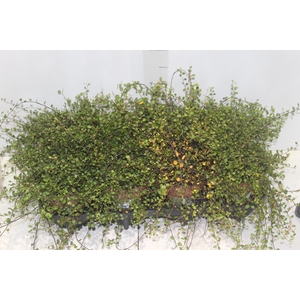 MUEHLENBECKIA ANGEL VINE P14