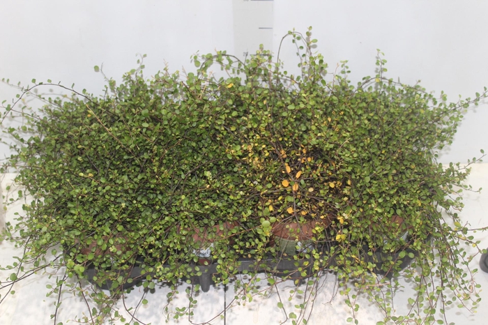 <h4>MUEHLENBECKIA ANGEL VINE P14</h4>