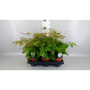 Adiantum tenerum 'Scutum Roseum'