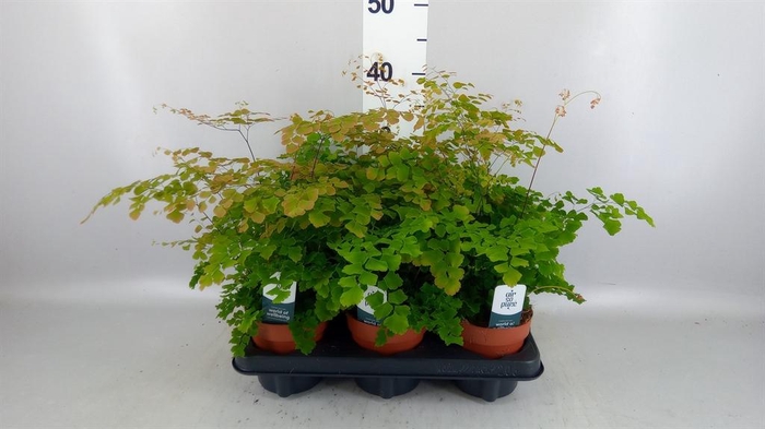 <h4>Adiantum tenerum 'Scutum Roseum'</h4>