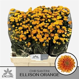 Chr S Ellison Orange