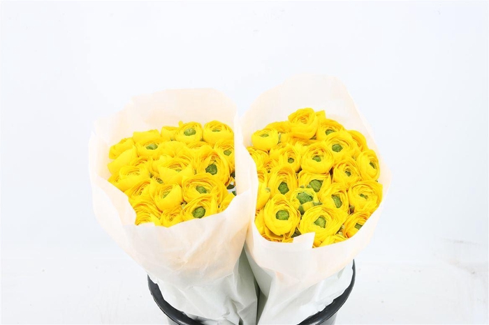 <h4>Ran Cloni Ex Omega</h4>