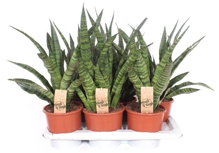 <h4>Sansevieria Cylindrica</h4>