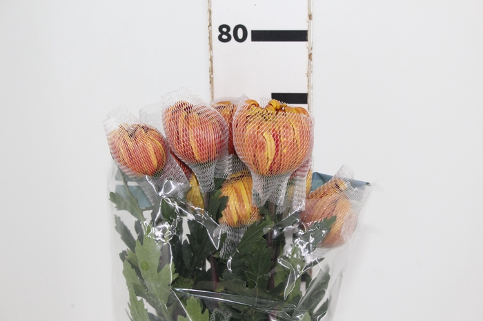 <h4>ANASTASIA DARK FUEGO 080 CM</h4>