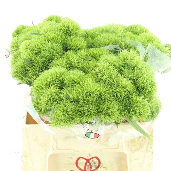 <h4>Di Barb Kiwi Mellow</h4>