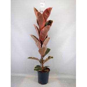 Ficus elastica 'Belize'