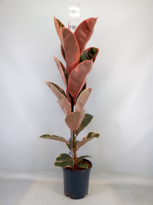 <h4>Ficus elastica 'Belize'</h4>