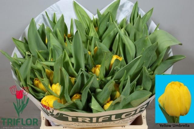 <h4>TU DU ROADRUNNER</h4>