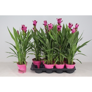 CURCU AL SIAM SPLASH