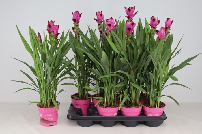 <h4>CURCU AL SIAM SPLASH</h4>