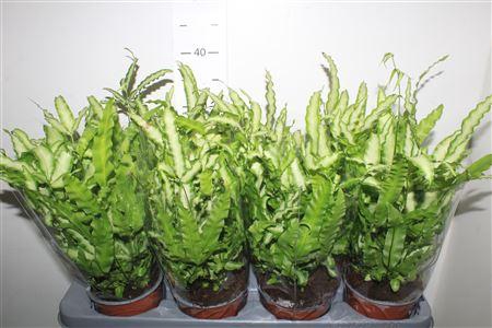 <h4>Pteris Albolineata</h4>