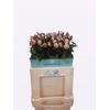 PAEO L GARDENIA