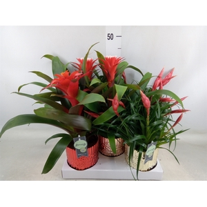 Bromelia   ...mix