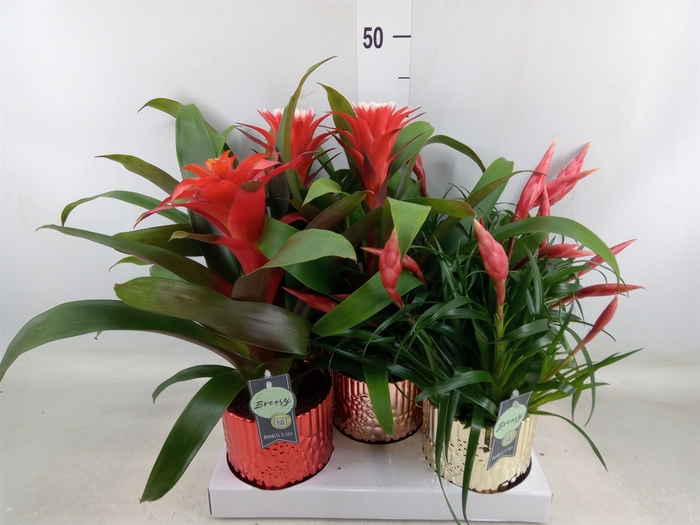 <h4>Bromelia   ...mix</h4>