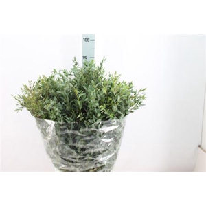 Euca Parvifolia Lang 400gr