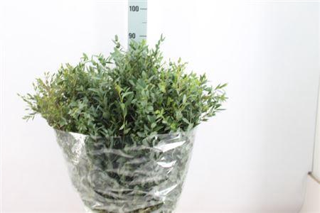 <h4>Euca Parvifolia Lang 400gr</h4>