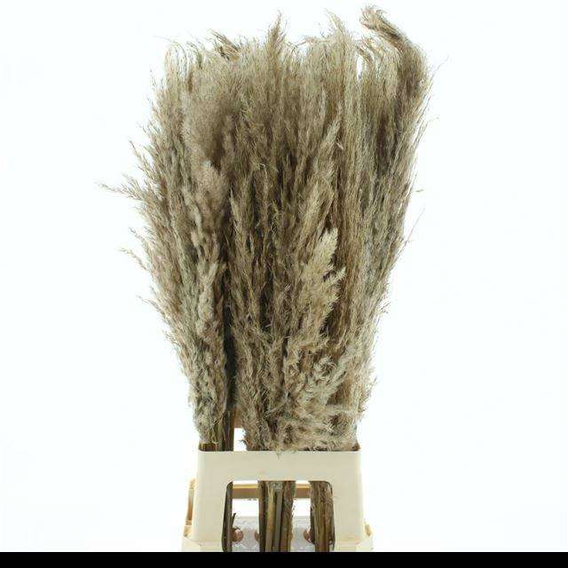 <h4>CORTADERIA OV</h4>