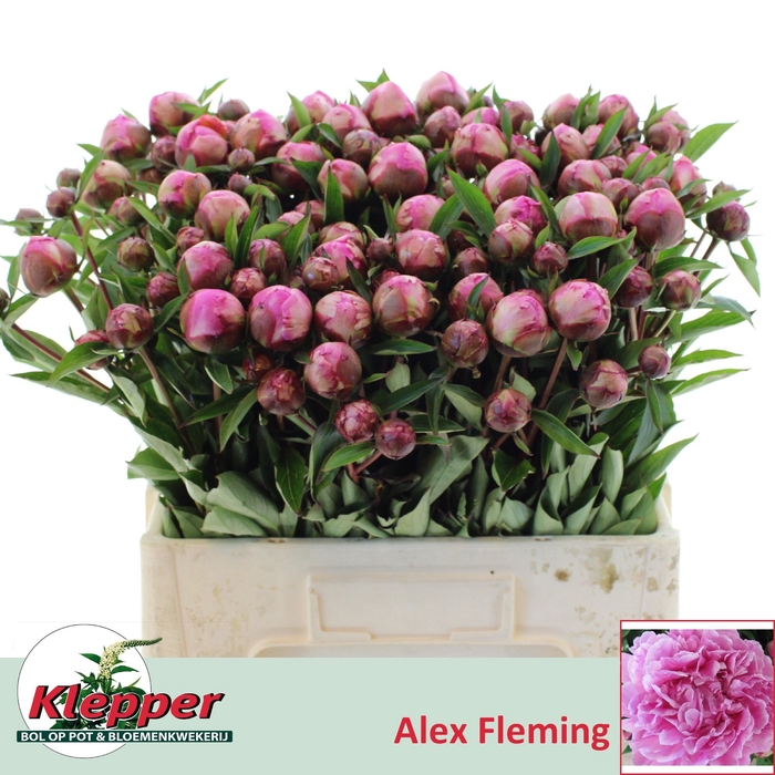 <h4>PAEO L ALEX FLEMING</h4>
