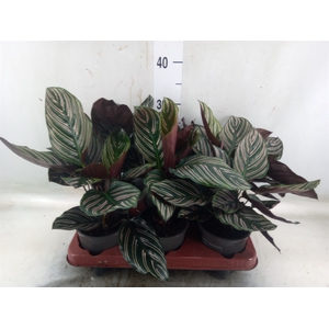 Calathea sanderiana