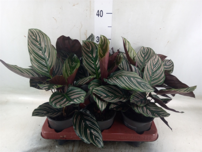 <h4>Calathea sanderiana</h4>