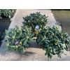 Rhododendron Overig struik verschillende soorten
