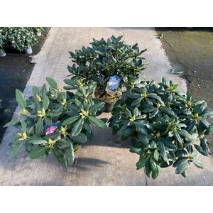 Rhododendron Overig struik verschillende soorten