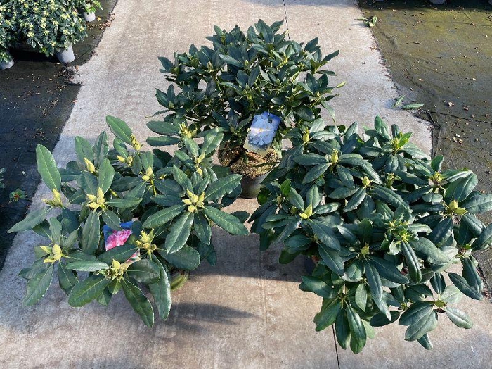 <h4>Rhododendron Overig struik verschillende soorten</h4>